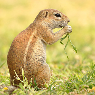 Waterberg - Ground squirrel